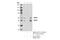 SS18 Subunit Of BAF Chromatin Remodeling Complex antibody, 21792S, Cell Signaling Technology, Immunoprecipitation image 