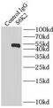 Sphingosine-1-Phosphate Receptor 5 antibody, FNab07571, FineTest, Immunoprecipitation image 