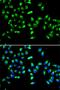 Tyrosyl-TRNA Synthetase antibody, orb247634, Biorbyt, Immunofluorescence image 