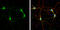 Nitric Oxide Synthase 1 antibody, GTX634455, GeneTex, Immunocytochemistry image 