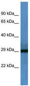 F7 antibody, TA342831, Origene, Western Blot image 
