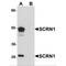 Secernin 1 antibody, MBS150437, MyBioSource, Western Blot image 