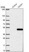 Protein OSCP1 antibody, NBP1-89889, Novus Biologicals, Western Blot image 