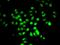 Regulatory Factor X5 antibody, orb373508, Biorbyt, Immunofluorescence image 