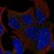 T-Box 1 antibody, HPA029330, Atlas Antibodies, Immunofluorescence image 