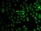 RNase3 antibody, orb136247, Biorbyt, Immunofluorescence image 