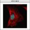 Serine And Arginine Rich Splicing Factor 1 antibody, GTX114918, GeneTex, Immunofluorescence image 