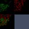 Mucin 1, Cell Surface Associated antibody, GTX34851, GeneTex, Immunocytochemistry image 