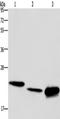 Interleukin 19 antibody, TA351285, Origene, Western Blot image 