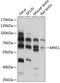 Meiosis Specific Nuclear Structural 1 antibody, 15-503, ProSci, Western Blot image 