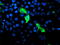 GTPase, IMAP Family Member 4 antibody, TA504785BM, Origene, Immunofluorescence image 