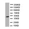 ARRB2 antibody, LS-C312986, Lifespan Biosciences, Western Blot image 