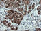 Cyclin-dependent kinase 4 inhibitor B antibody, LS-C174218, Lifespan Biosciences, Immunohistochemistry frozen image 