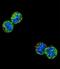 NFKB Inhibitor Like 1 antibody, LS-C164855, Lifespan Biosciences, Immunofluorescence image 