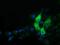 Alpha Fetoprotein antibody, GTX84954, GeneTex, Immunofluorescence image 