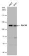 DGCR8 Microprocessor Complex Subunit antibody, PA5-78510, Invitrogen Antibodies, Western Blot image 