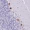 Chromosome 20 Open Reading Frame 96 antibody, HPA048649, Atlas Antibodies, Immunohistochemistry frozen image 