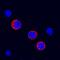 FcRII antibody, AF1330, R&D Systems, Western Blot image 