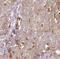 Nudix Hydrolase 11 antibody, FNab05899, FineTest, Immunohistochemistry frozen image 