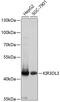 Killer Cell Immunoglobulin Like Receptor, Three Ig Domains And Long Cytoplasmic Tail 3 antibody, 13-404, ProSci, Western Blot image 