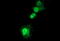 SIVA1 Apoptosis Inducing Factor antibody, M05419, Boster Biological Technology, Immunofluorescence image 