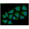 Syntrophin Alpha 1 antibody, GTX57590, GeneTex, Immunofluorescence image 