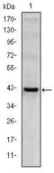 Natural killer cells antigen CD94 antibody, NBP2-37631, Novus Biologicals, Western Blot image 
