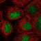 Zinc Finger Protein 629 antibody, HPA056051, Atlas Antibodies, Immunocytochemistry image 