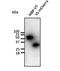 V5 epitope tag antibody, orb153323, Biorbyt, Western Blot image 