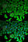 LITAF antibody, A5469, ABclonal Technology, Immunofluorescence image 