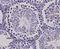 Nicalin antibody, orb378346, Biorbyt, Immunohistochemistry paraffin image 