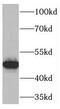 TNF Superfamily Member 13b antibody, FNab08829, FineTest, Western Blot image 