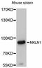 Muskelin 1 antibody, abx126162, Abbexa, Western Blot image 