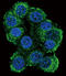 FKBP Prolyl Isomerase 1B antibody, LS-C97478, Lifespan Biosciences, Immunofluorescence image 