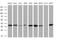 Nuclear Receptor Subfamily 0 Group B Member 2 antibody, MA5-26790, Invitrogen Antibodies, Western Blot image 