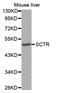Secretin Receptor antibody, MBS127264, MyBioSource, Western Blot image 
