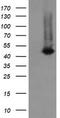 Ciliogenesis Associated TTC17 Interacting Protein antibody, TA505505, Origene, Western Blot image 