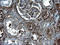 Fibrinogen Gamma Chain antibody, LS-C788465, Lifespan Biosciences, Immunohistochemistry frozen image 