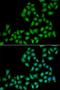 Ephrin A2 antibody, orb247665, Biorbyt, Immunocytochemistry image 