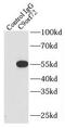 C9orf72-SMCR8 Complex Subunit antibody, FNab01149, FineTest, Immunoprecipitation image 