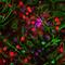 Ubiquitin C-Terminal Hydrolase L1 antibody, M01018-5, Boster Biological Technology, Immunofluorescence image 