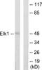 ETS domain-containing protein Elk-1 antibody, LS-C118812, Lifespan Biosciences, Western Blot image 