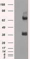 DNA repair protein XRCC4 antibody, TA500650, Origene, Western Blot image 