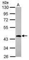 Hydroxy-Delta-5-Steroid Dehydrogenase, 3 Beta- And Steroid Delta-Isomerase 1 antibody, PA5-29912, Invitrogen Antibodies, Western Blot image 