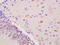 Oatp2a1 antibody, GTX51606, GeneTex, Immunohistochemistry paraffin image 
