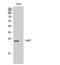 Calcium Binding Protein 7 antibody, A15152-1, Boster Biological Technology, Western Blot image 