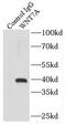 Protein Wnt-7a antibody, FNab09522, FineTest, Immunoprecipitation image 