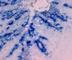C-C Motif Chemokine Ligand 20 antibody, DDX0431P-100, Novus Biologicals, Western Blot image 