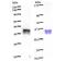 p220 antibody, LS-C342666, Lifespan Biosciences, Western Blot image 
