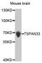 Tetraspanin 33 antibody, LS-C333932, Lifespan Biosciences, Western Blot image 
